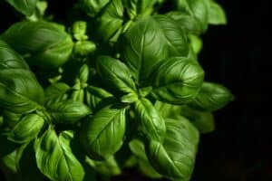 Basil Pepper Jam