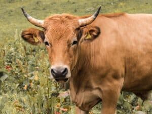 Beef Burgundy
