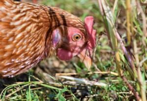 Quick 40-Clove Chicken