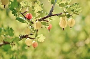 Gooseberry Conserve