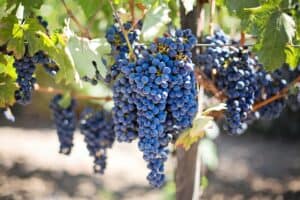 Grape Butter