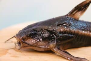 Grilled Catfish