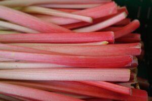 rhubarb pie